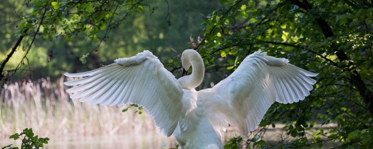 white-swan-341327_1280